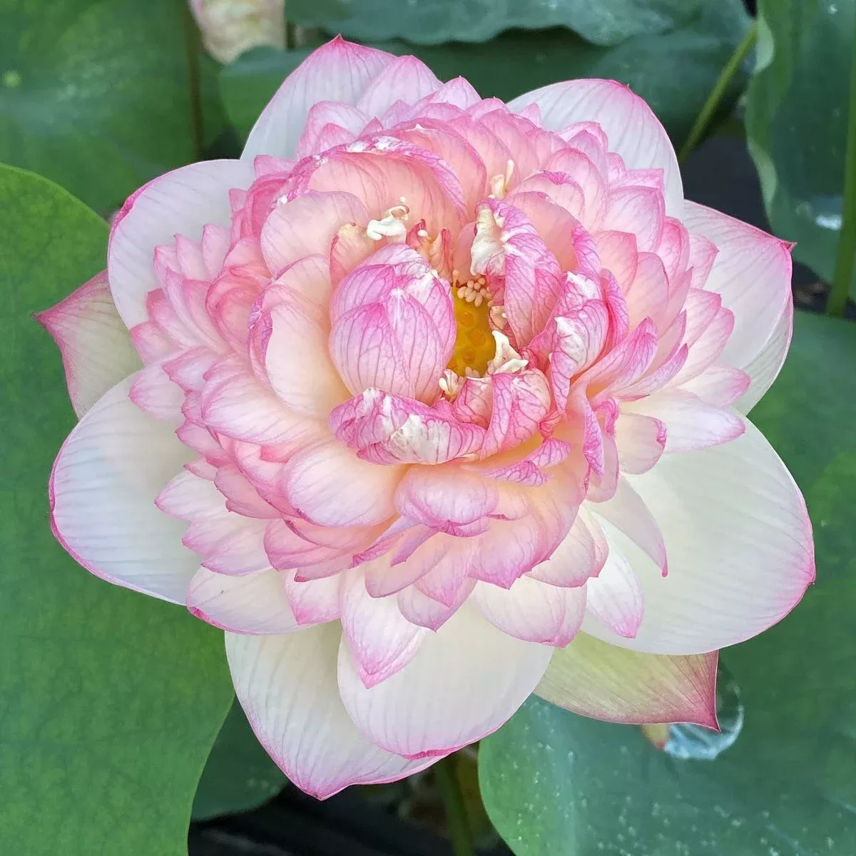 Pink Diamond – Bling, bling!