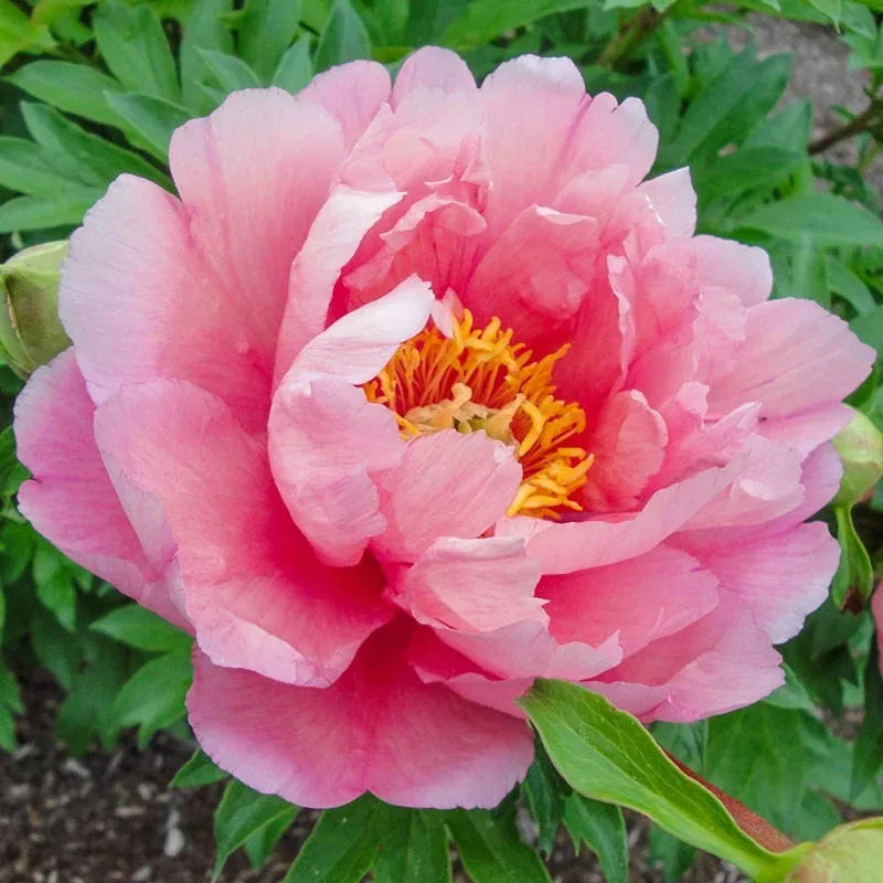 Pink Double Dandy Itoh Peony