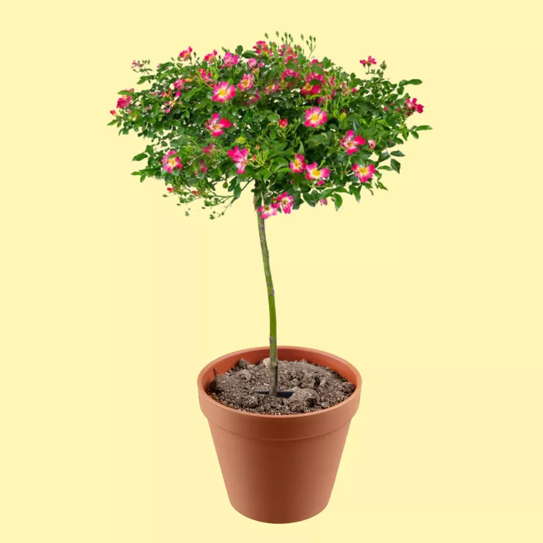Pink Drift Rose Tree For Sale Online