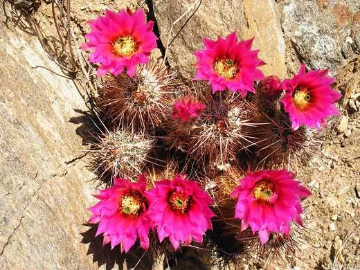 PINK FLOWER HEDGEHOG CACTUS21in