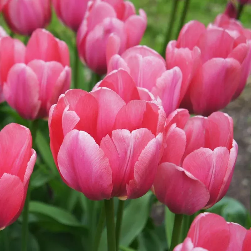 Pink Impression Darwin Tulip