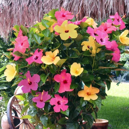 Pink Lemonade Braided Hibiscus Tree