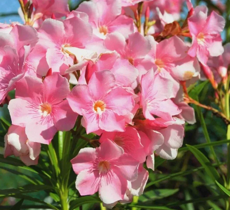 Pink Oleander Live Cuttings – 7 Pack, 6 inch Unrooted Shrub Plants
