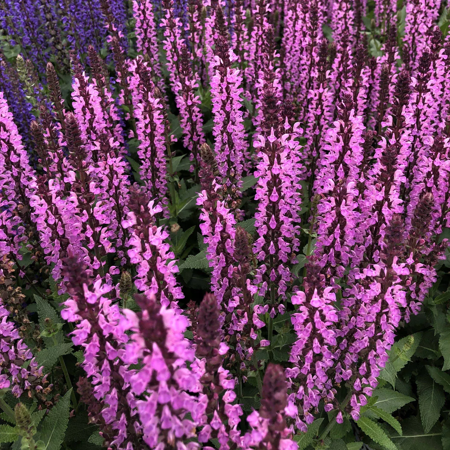 ‘Pink Profusion’ Perennial Salvia