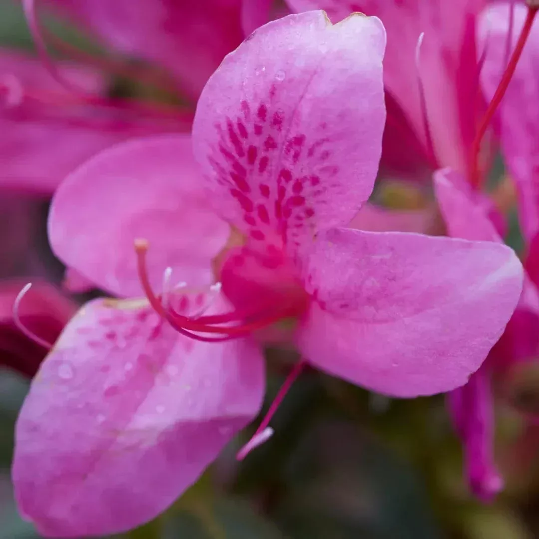 Pink Ribbons Déjà Bloom Azalea – Frilled Pi | Pixies Gardens