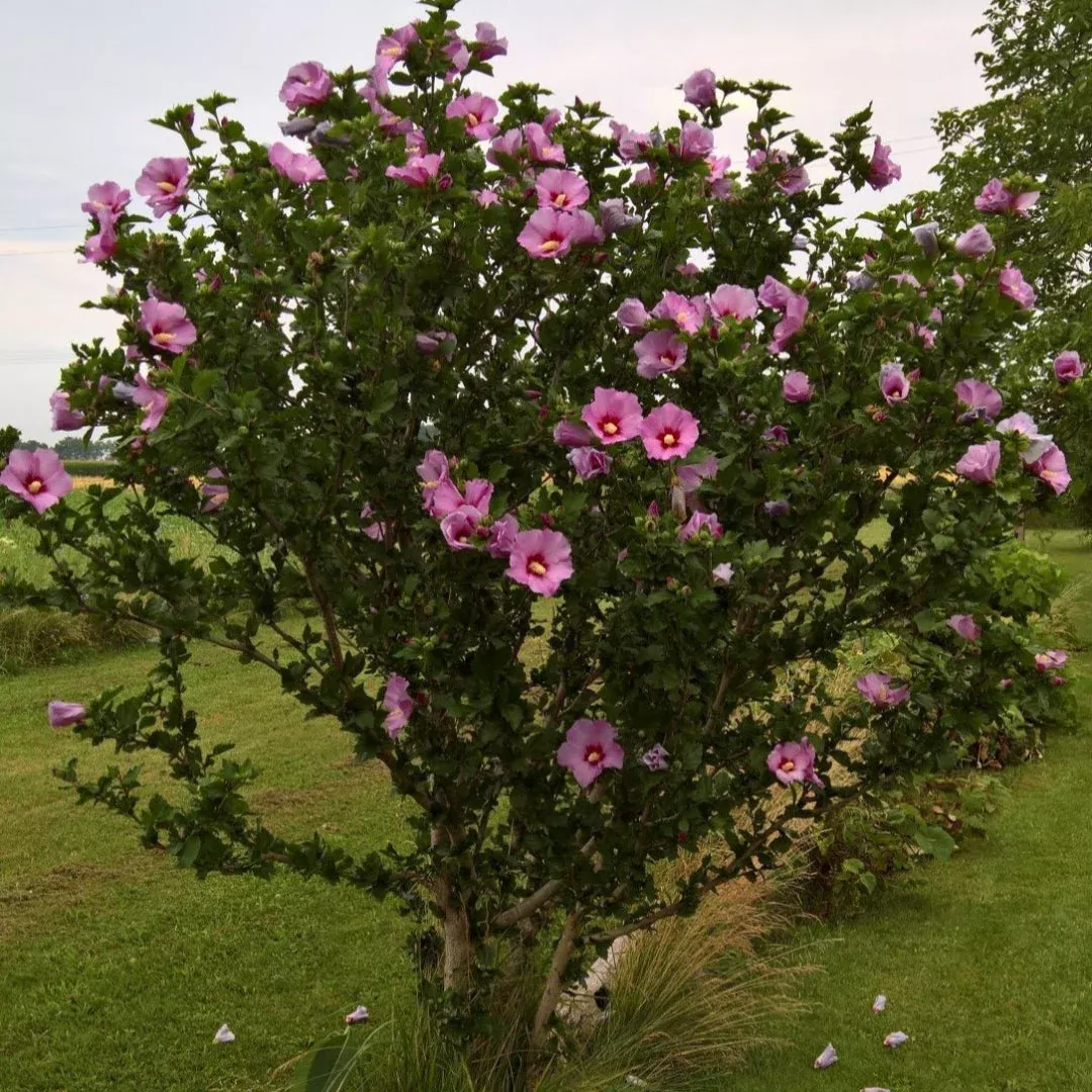 Pink Rose of Sharon Althea Tree