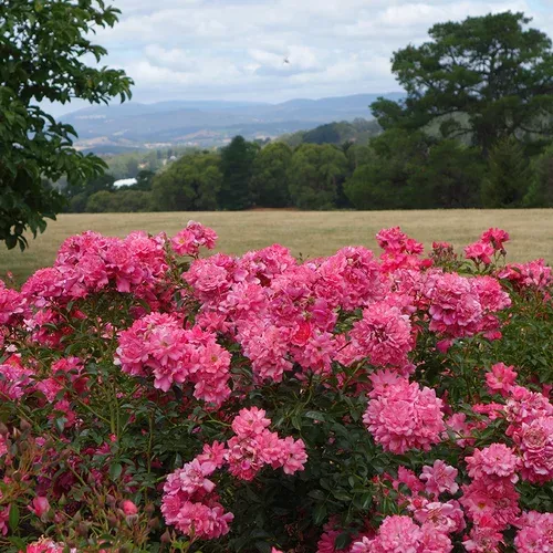 Pink Supreme Flower Carpet Rose