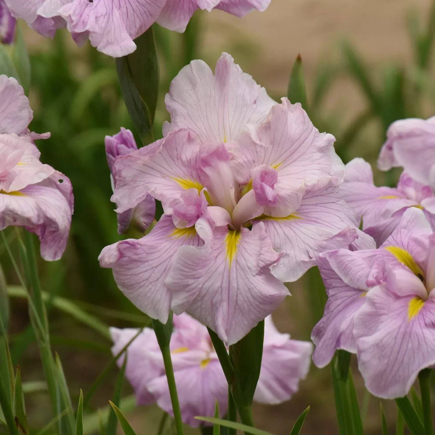 ‘Pinkerton’ Japanese (Iris)