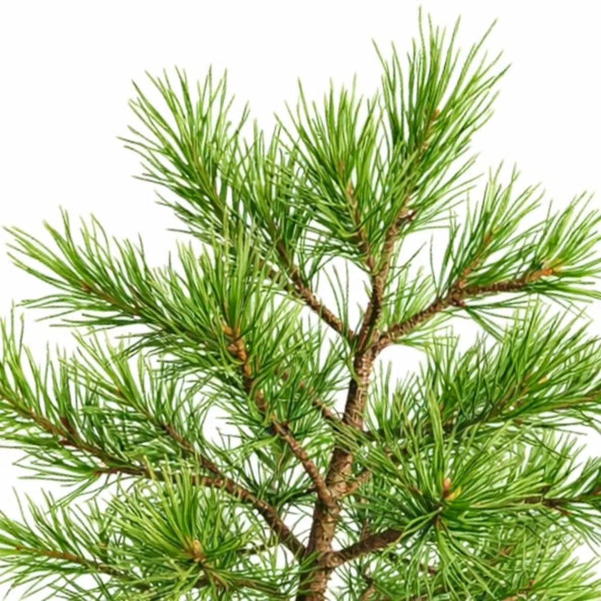 Pinus pinaster ABERDONIAE