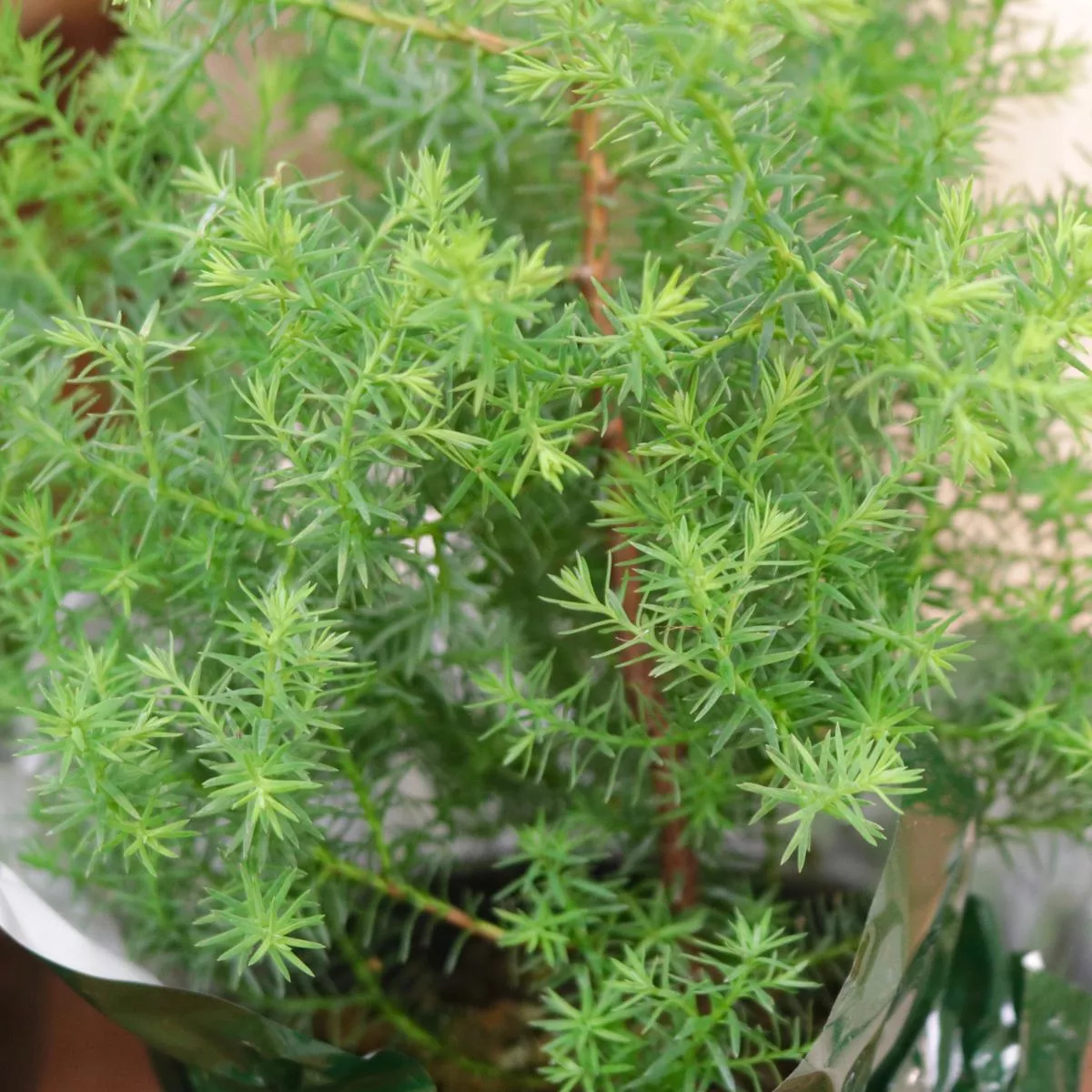 Pinus thunbergii, “Nishi Pine”