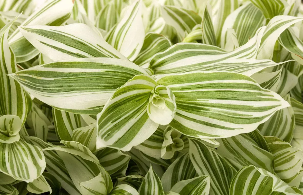 Pistachio White Tradescantia