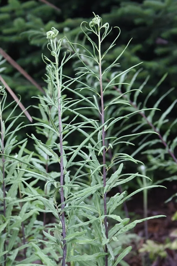 Pityrogramma trifoliata Salta