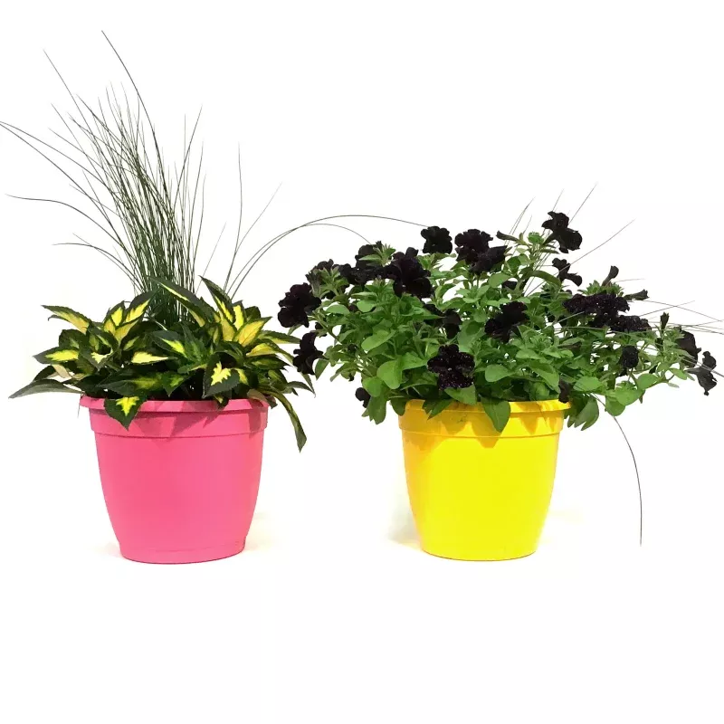 Planter, 10in, Colour Pot, Assorted