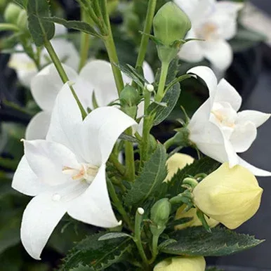 Platycodon ‘Astra Double White’