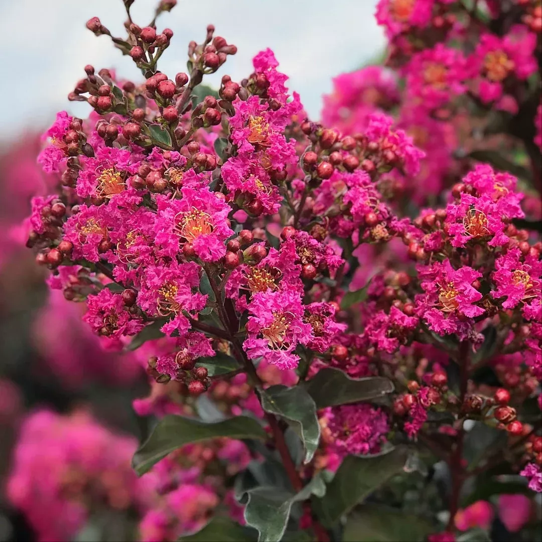 Plum Magic Crape Myrtle – Bold Fuchsia-Pink Compact Bloomer (Lagerstroemia indica)