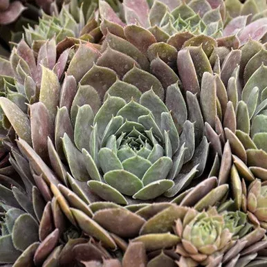 Plum Parfait Hens And Chicks