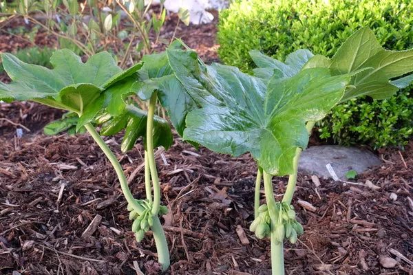 Podophyllum pleianthum ‘Taipei Treasure’