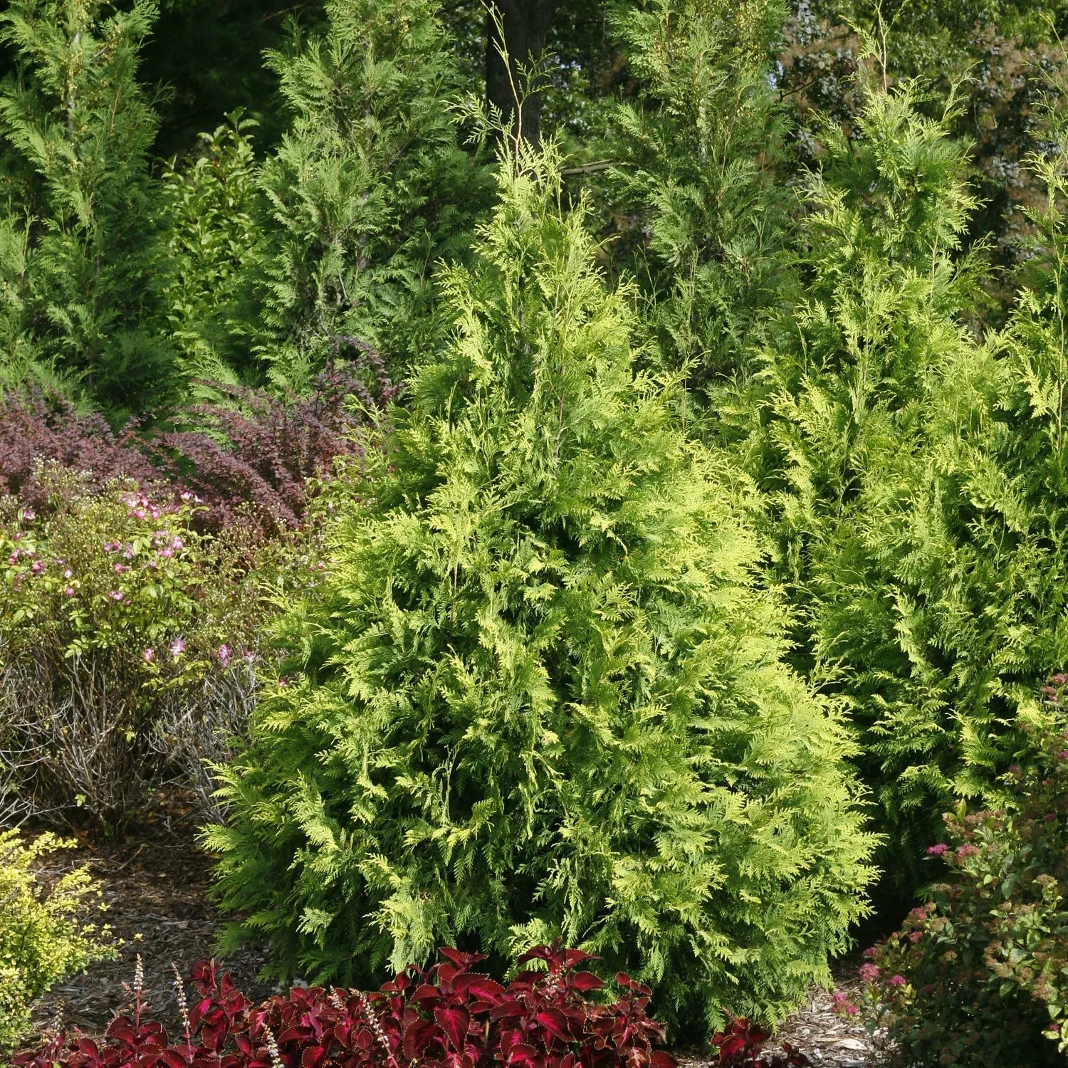 Polar Gold Arborvitae (Thuja)