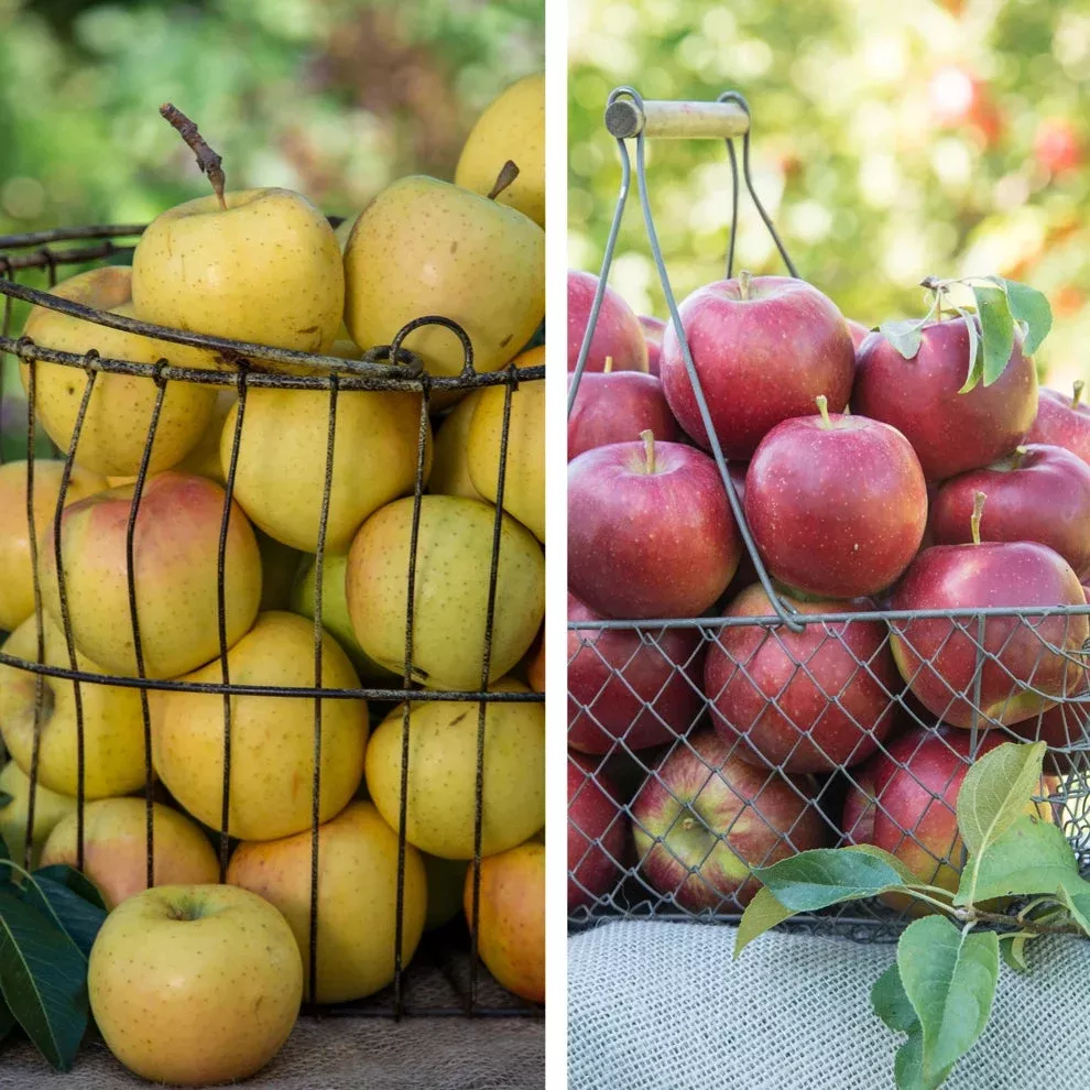Pollinator Pack: Crunch-A-Bunch™ / Pixie Crunch Apple
