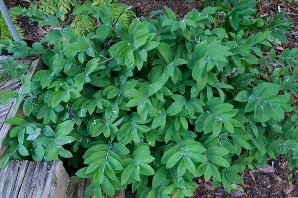 Polygonatum odoratum ‘Chanticleer’