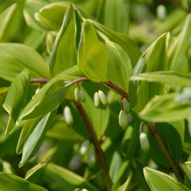 Polygonatum Odoratum `Variegatum`