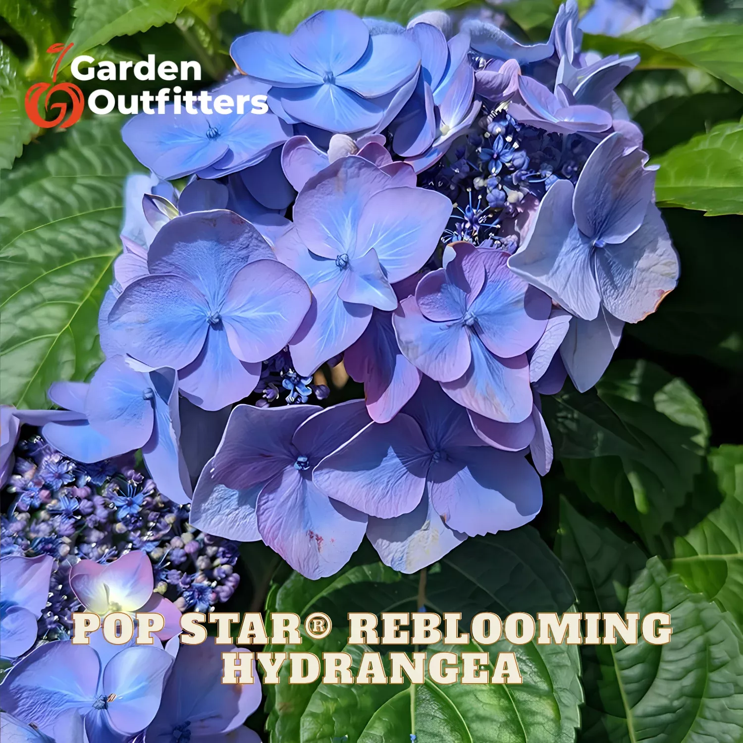 Pop Star Reblooming Hydrangea (Hydrangea macrophylla ‘Pop Star’) – 3 gallon