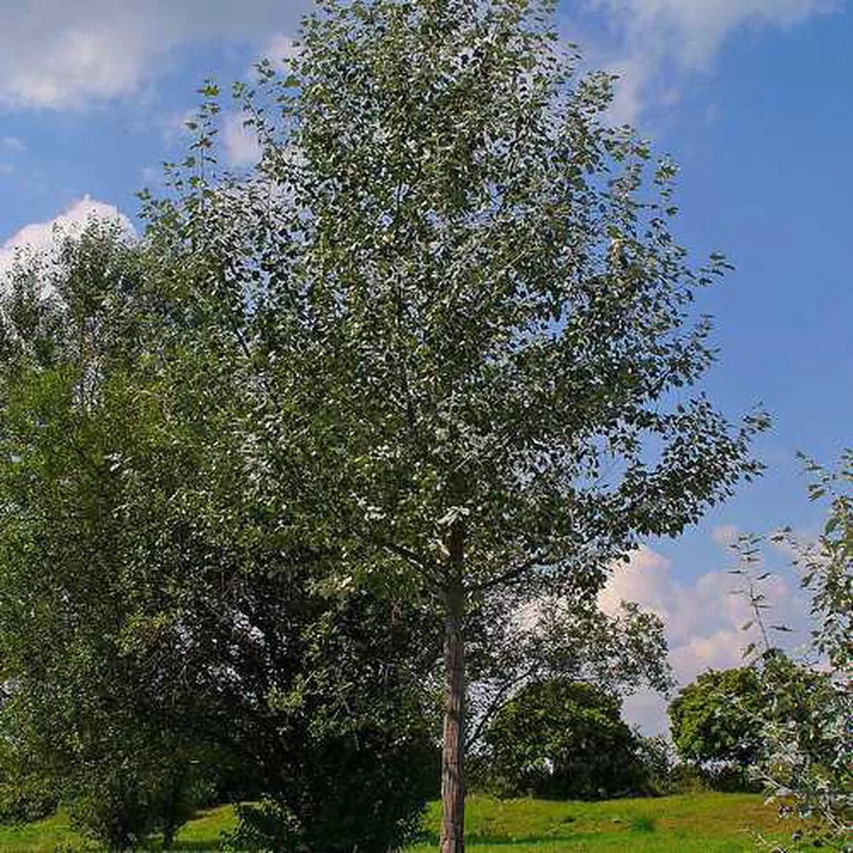 Populus Alba – Silver Poplar Bareroot | 3-4ft