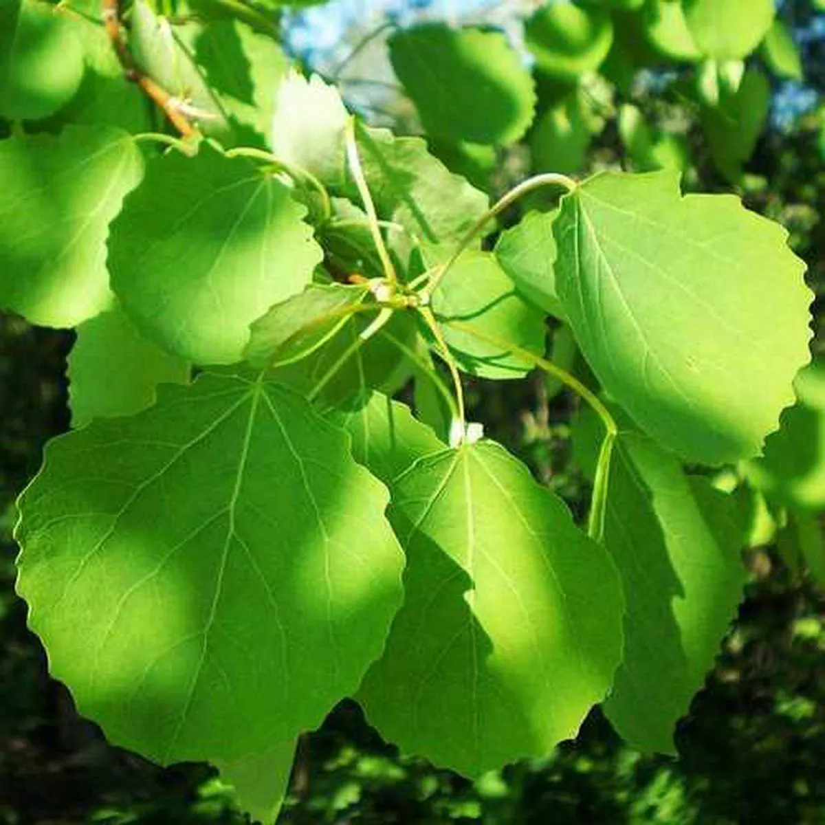 Populus tremula – Aspen Bareroot | 3-4ft / N/A