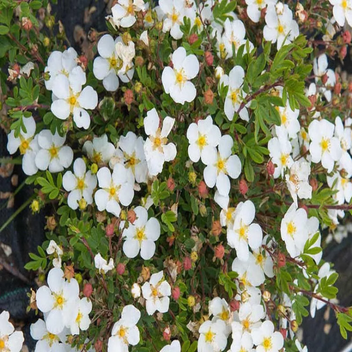 Potentilla ‘Abbotswood’ 2 gal (Au)