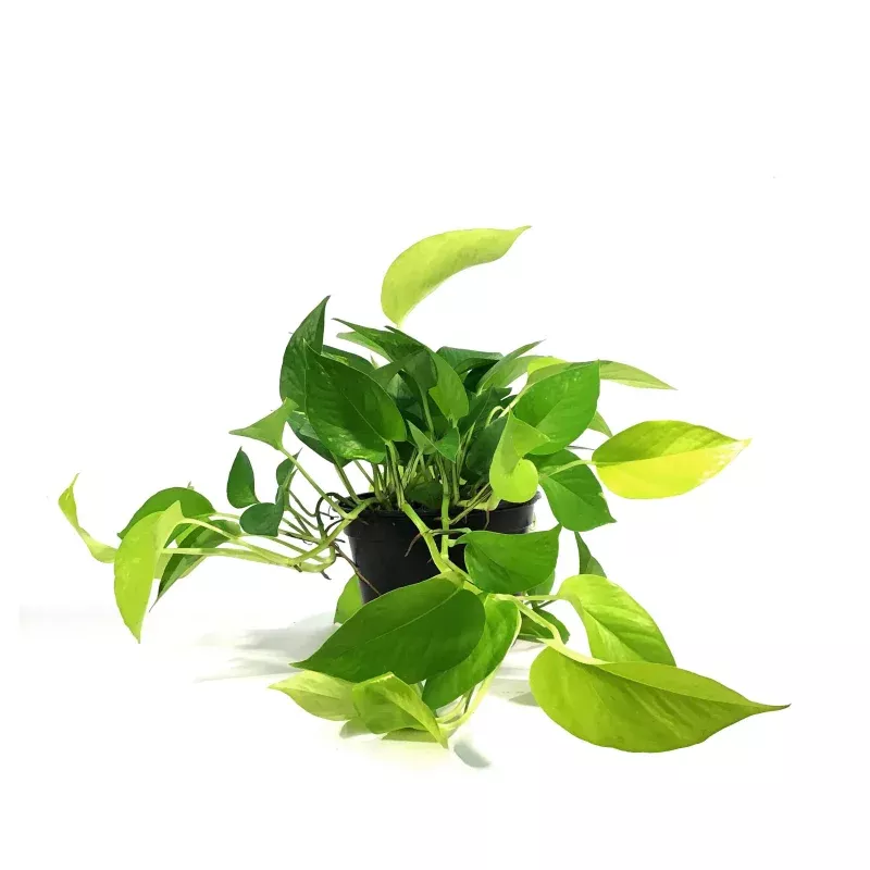 Pothos, 6in, Neon