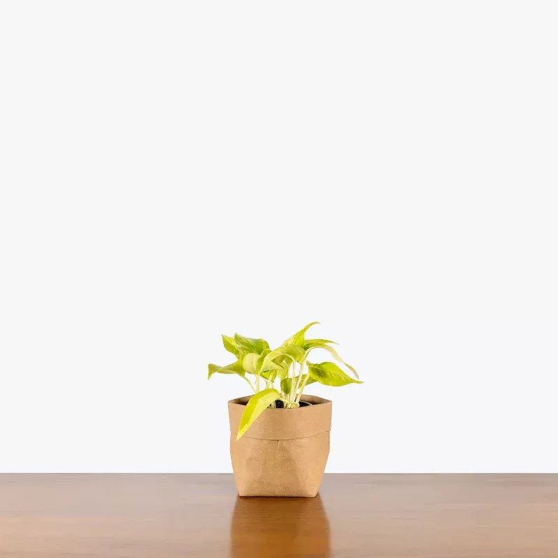Pothos Teruno Kaguya Lemon