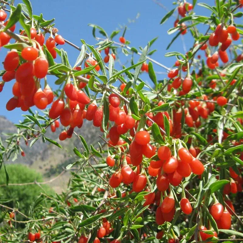 Potted Goji Berry – Phoenix Tears