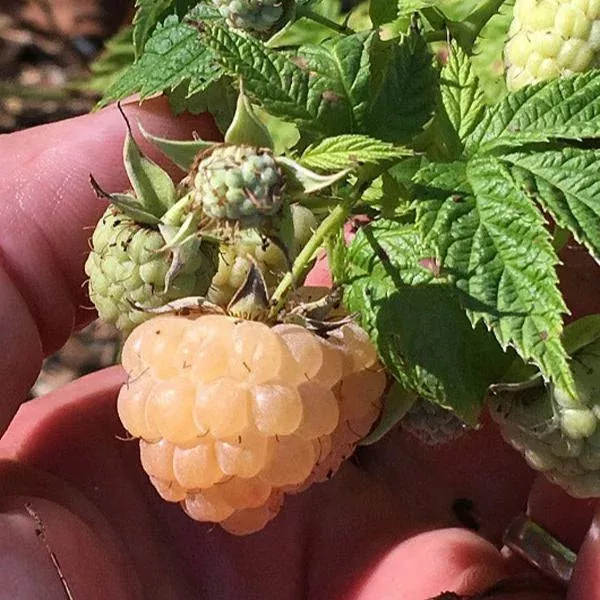 Potted Raspberry – Anne Golden