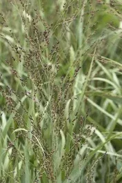 Prairie Dog Switch Grass