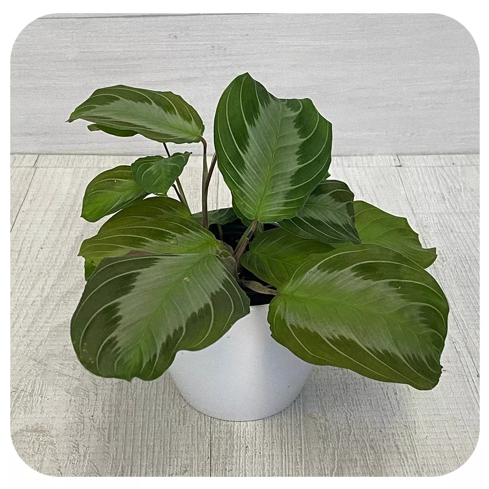 Prayer PlantSilver Band (Maranta Leuconeura)
