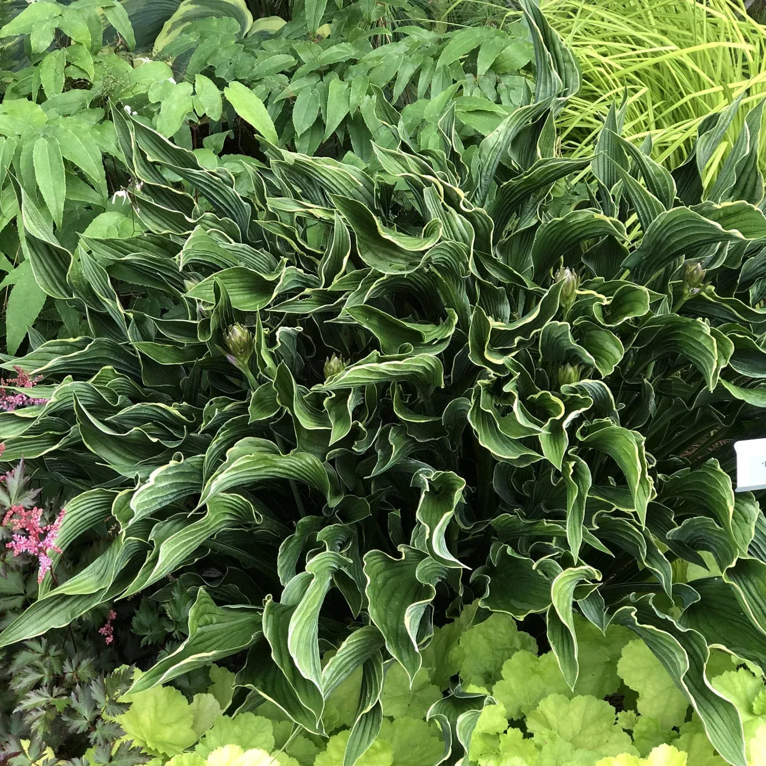 Praying Hands Hosta