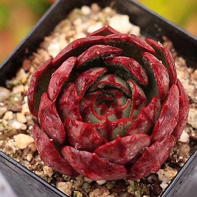 PRESALE Echeveria 'Alicia' Hybrid