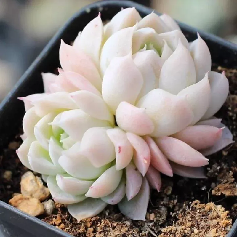 PRESALE Echeveria 'Bingo Scout'
