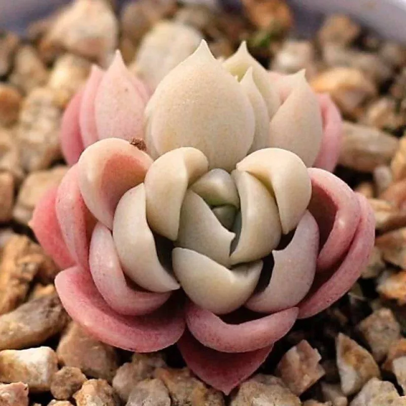 PRESALE Echeveria Bingo Sp, (Double)