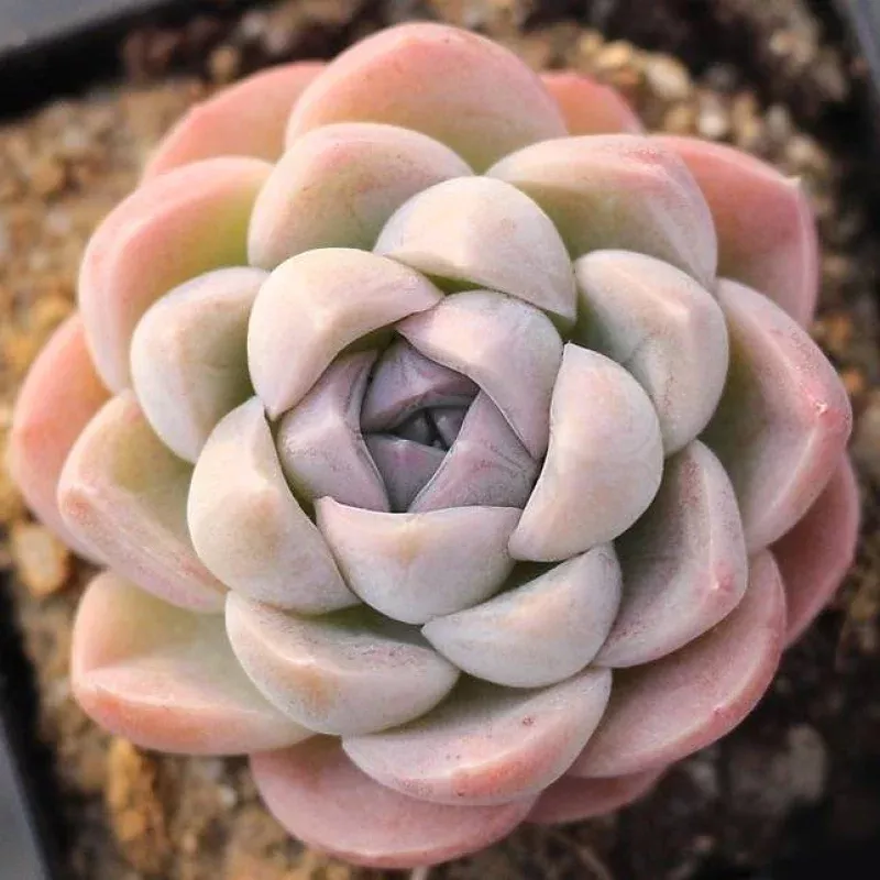 Presale Echeveria 'Bingo'