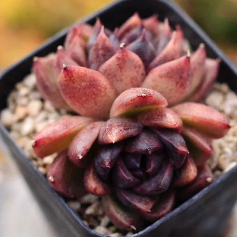PRESALE Echeveria Black Forest, Double