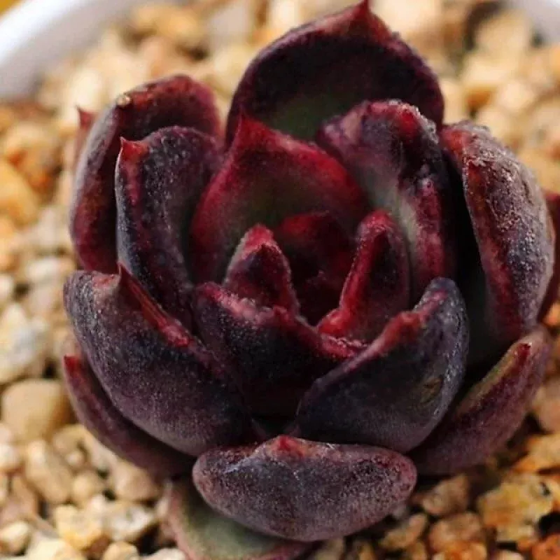 PRESALE Echeveria 'Black Rose'