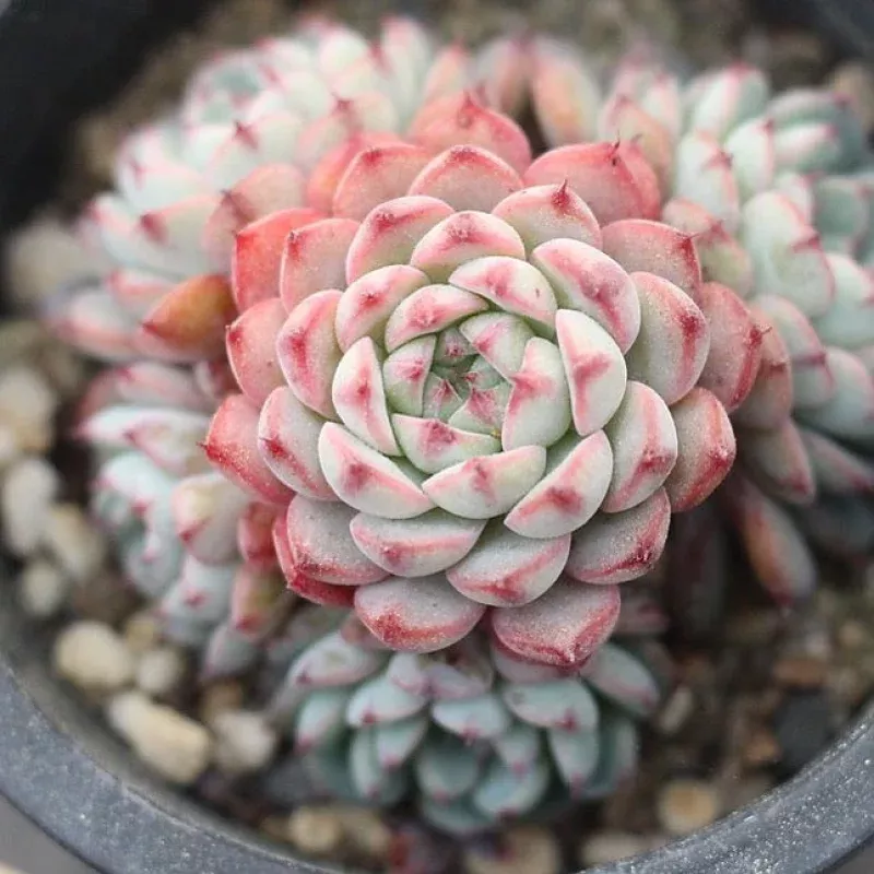 PRESALE Echeveria Blue Minima