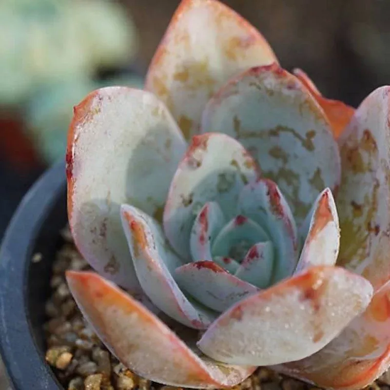 PRESALE Echeveria Brink's Blue, (Random)