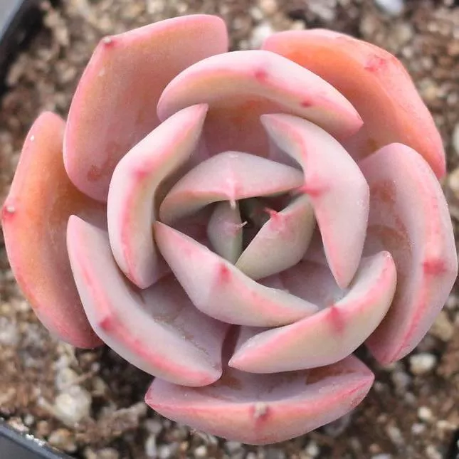 PRESALE Echeveria Cassyz Dragon