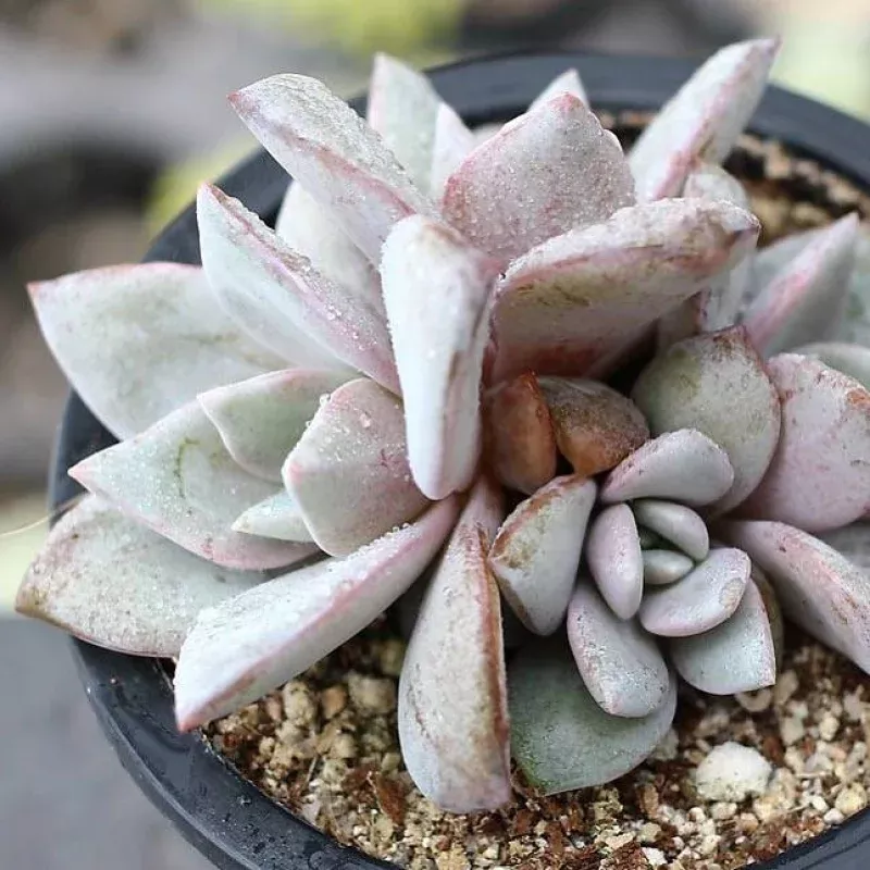 PRESALE Echeveria Champagne, Germany (Cluster)