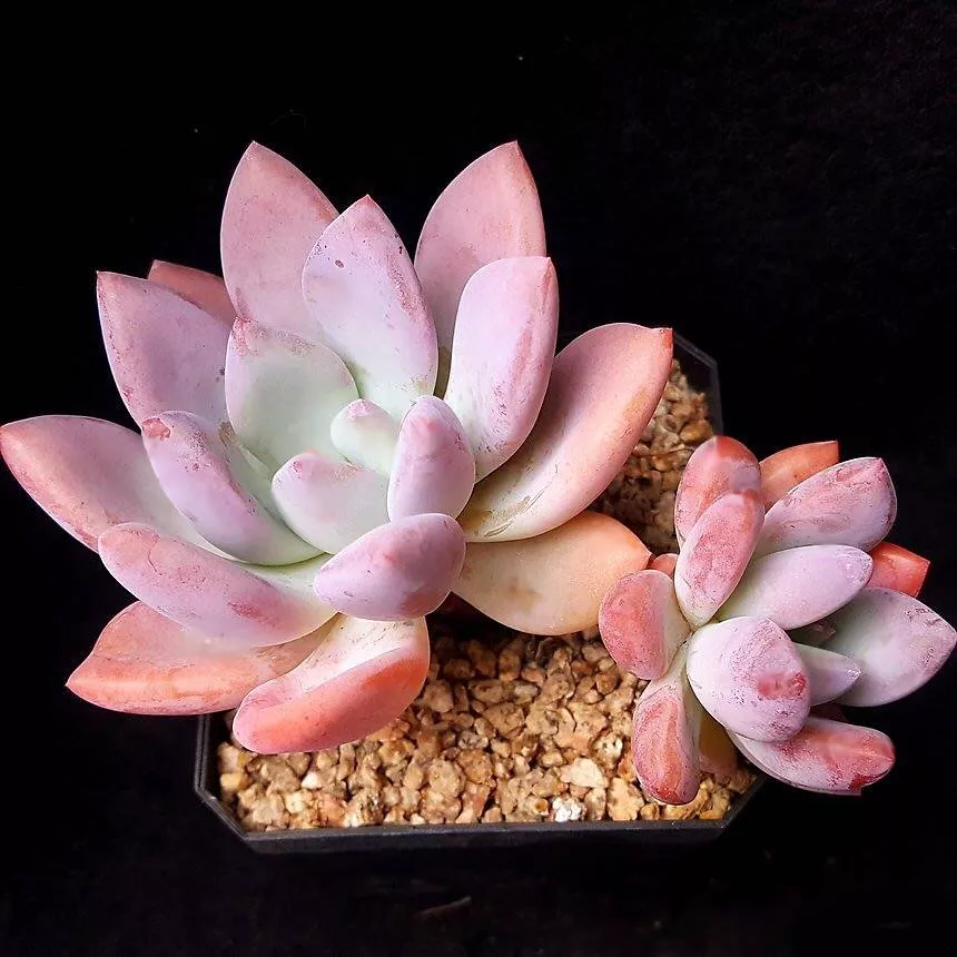 PRESALE Echeveria 'Colvin,' (Not so Random)