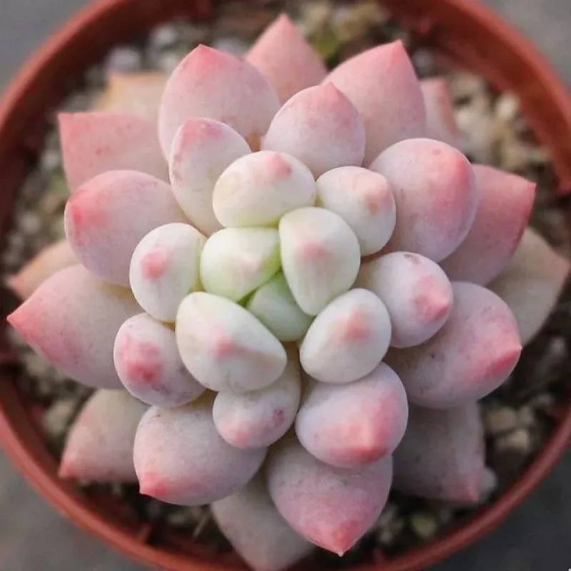 Presale Echeveria 'Crown'