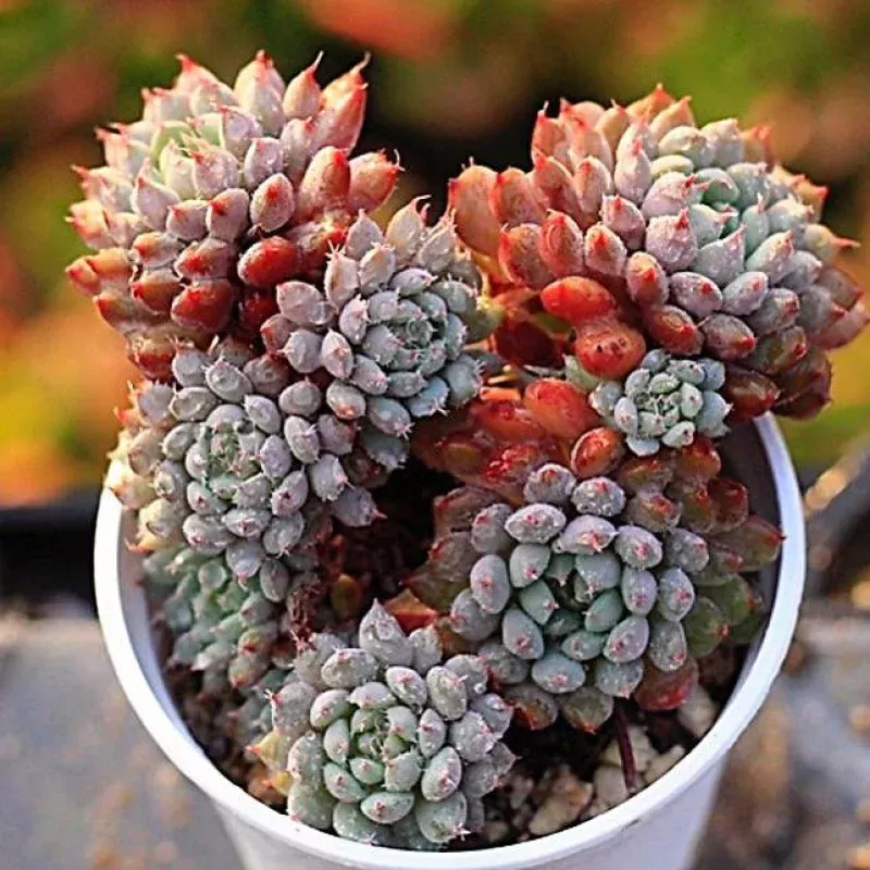 PRESALE Echeveria Delhi, Cluster (New!)