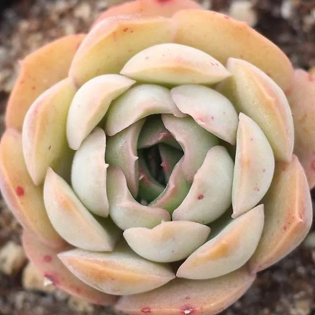 PRESALE Echeveria 'Digit' (New!)